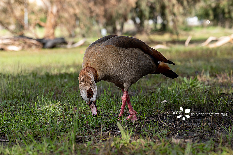 美丽的埃及鹅在内坦亚冬季湖面上飞翔图片素材