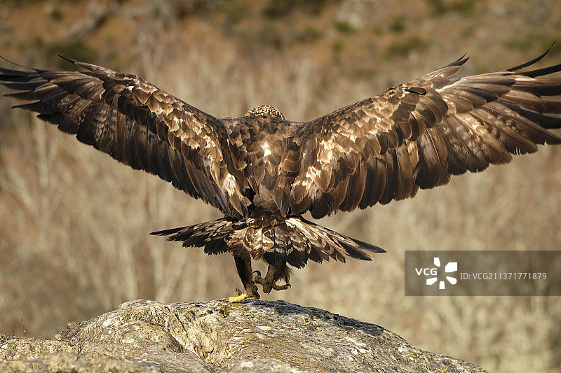 雄鹰栖息在岩石上（西班牙）图片素材