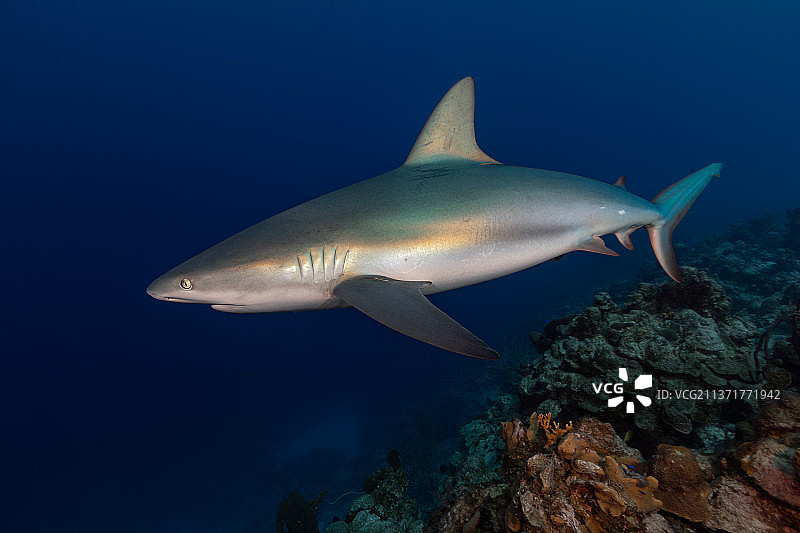 鲨鱼靠近，在海中游泳的鲨鱼特写，特克斯和凯科斯群岛图片素材
