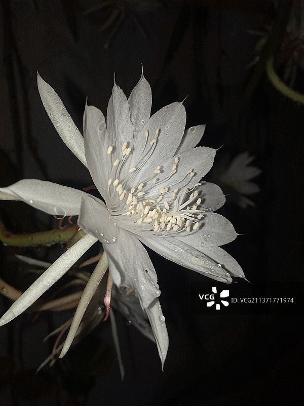 白色花朵特写，白色睡莲特写图片素材