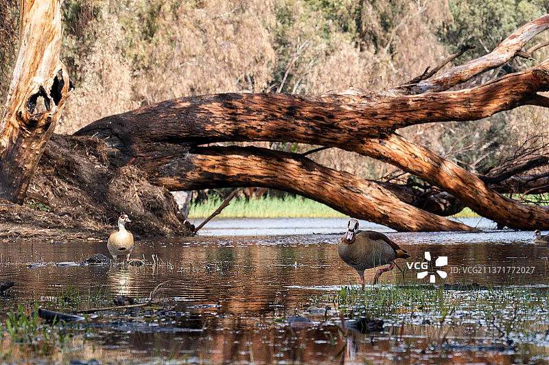 美丽的埃及鹅在内坦亚冬季湖面上飞翔图片素材