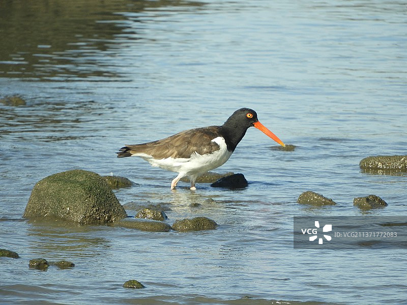 鸭肉，巴西图片素材