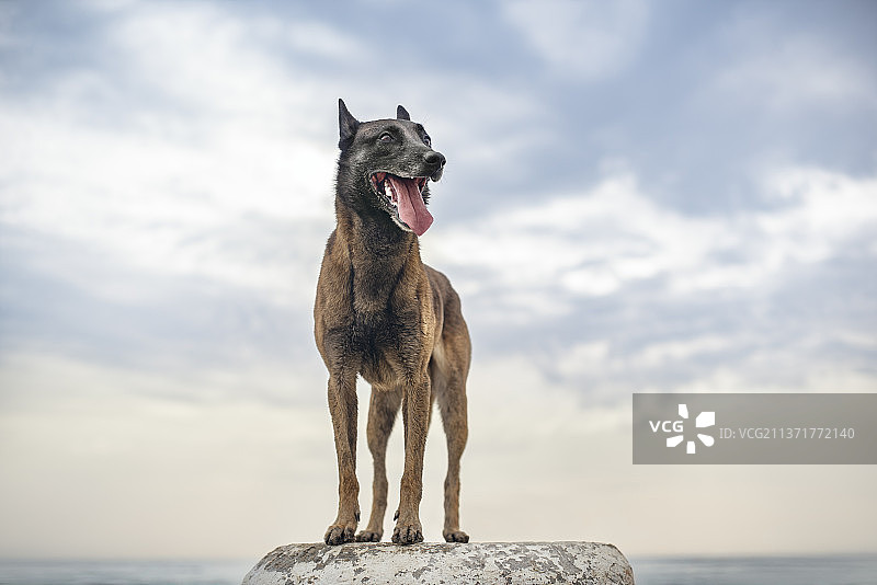 可爱的马里努阿犬站在多云的海滩上图片素材