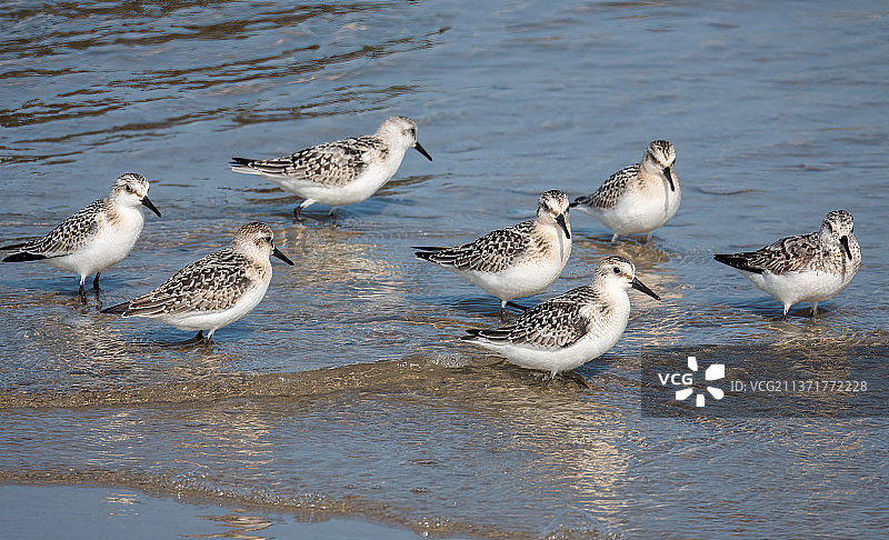 荷兰佩滕，一群在水中的海鸥图片素材