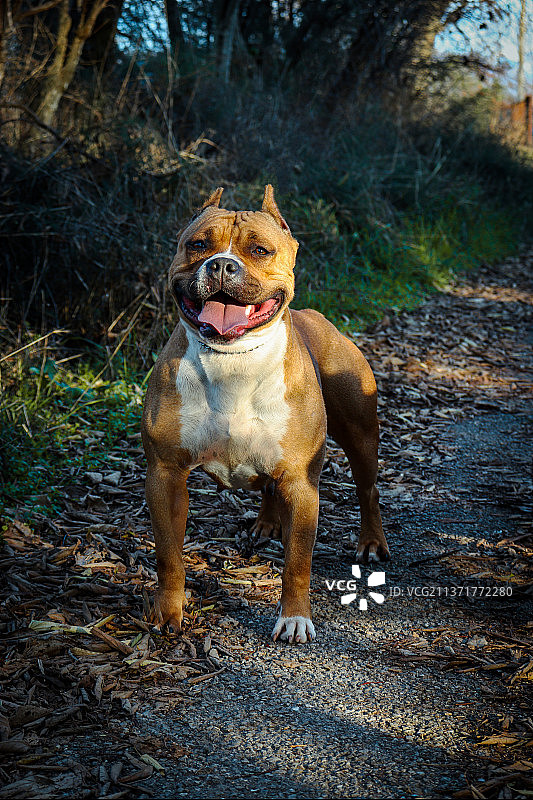 黑山波德戈里察纯种比特犬图片素材