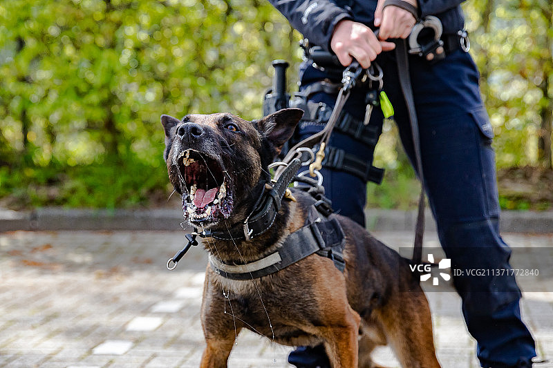 男子与训练有素的护卫犬站在人行道上（荷兰）图片素材