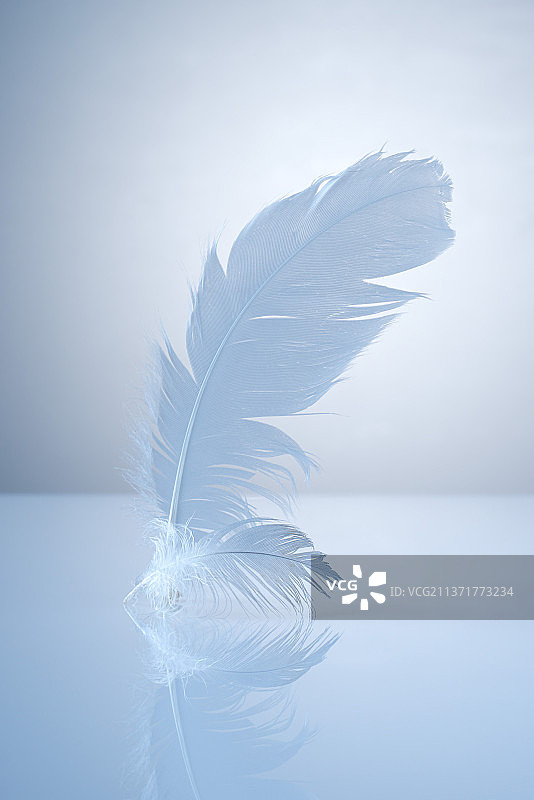 浅色背景上的两根白色羽毛图片素材