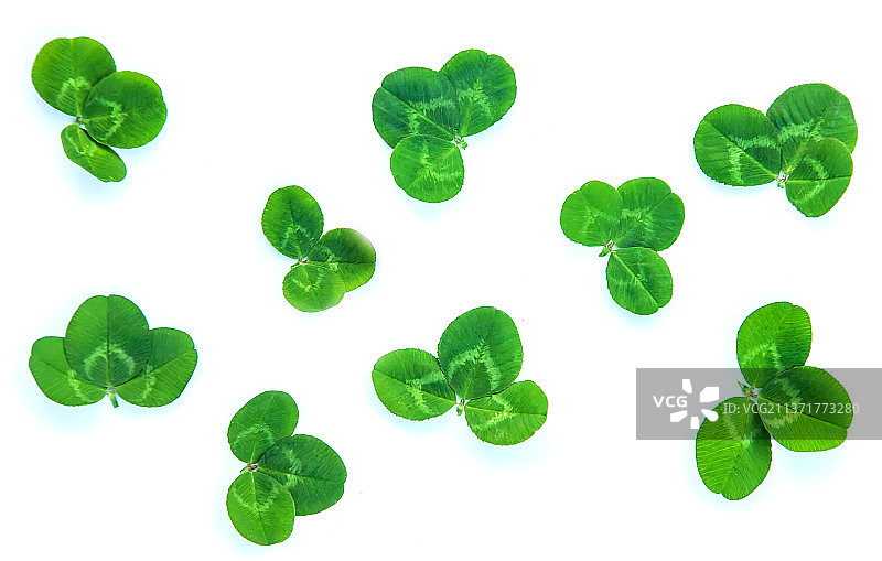 白色背景上的三叶草，圣帕特里克节图片素材