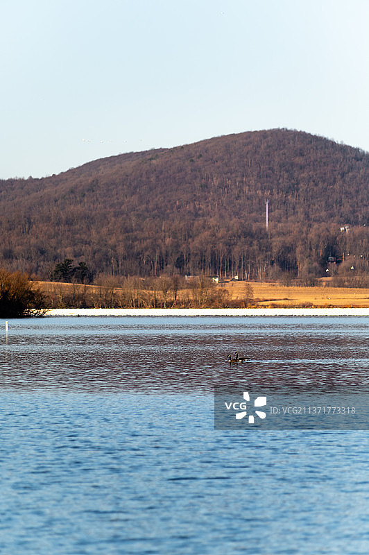 雪雁，美国湖泊的风景图片素材