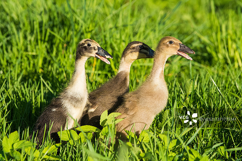 草地上的三只灰色小家鸭图片素材