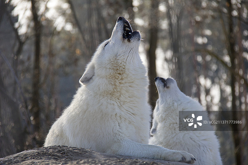 嚎叫的北极狼，两只北极熊嬉戏打闹图片素材
