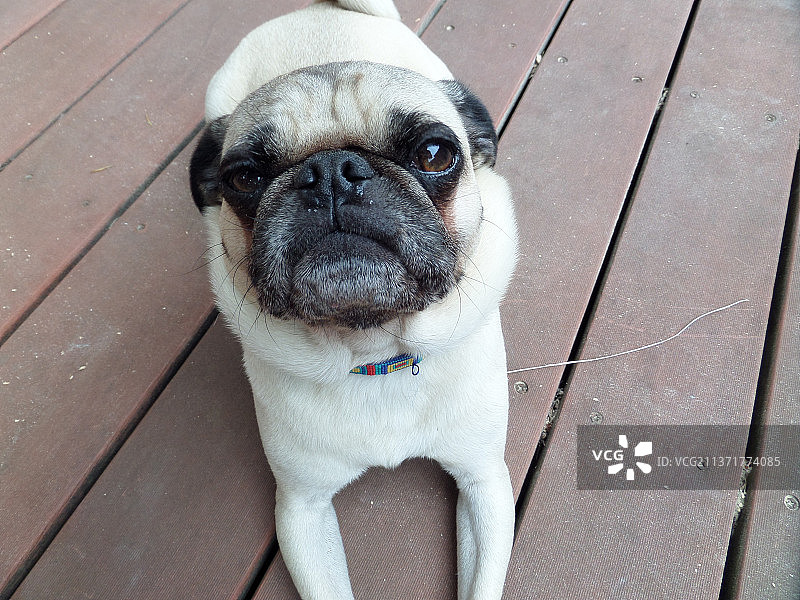 哈巴狗坐在地板上的肖像图片素材