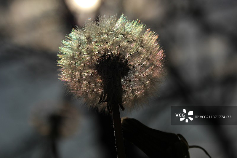 许个美好的愿望：斯洛文尼亚，蒲公英特写，背景虚化图片素材