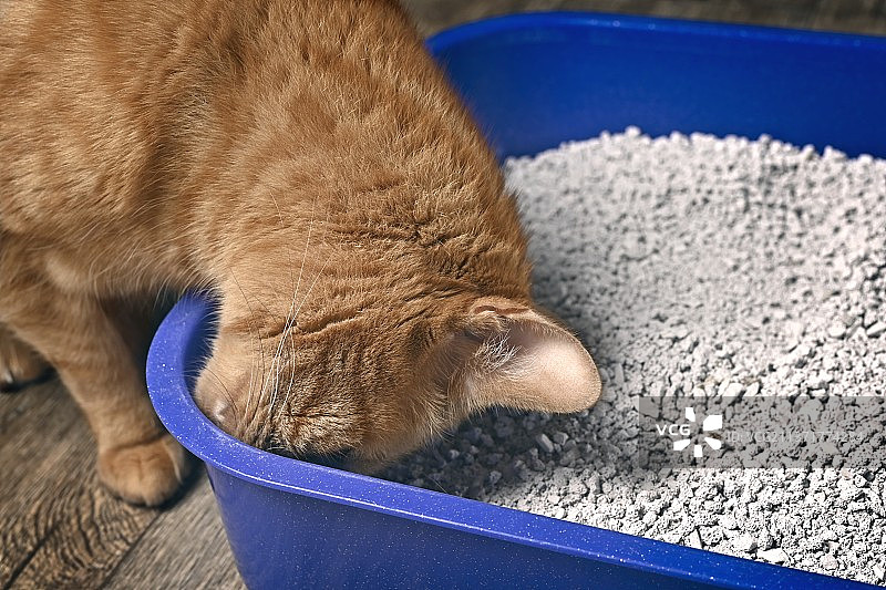 在蓝色猫砂盆上嗅探的有趣姜猫，德国图片素材