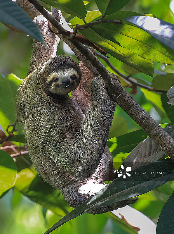 哥斯达黎加蓬塔雷纳斯省奥萨半岛树上的考拉低角度景观图片素材