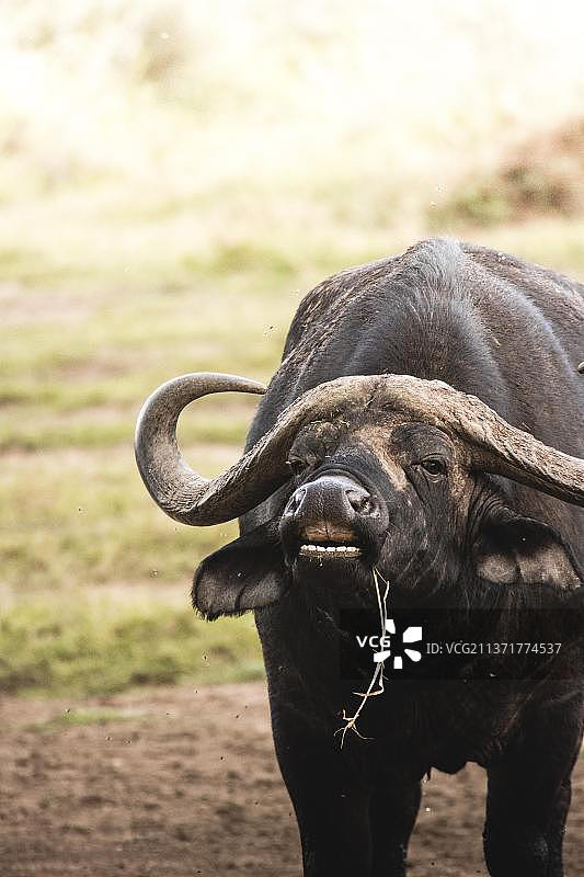 丛林中的动物：站在田野上的大象特写图片素材