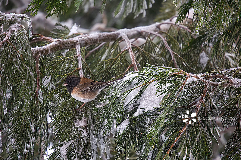 树干上的雪特写图片素材