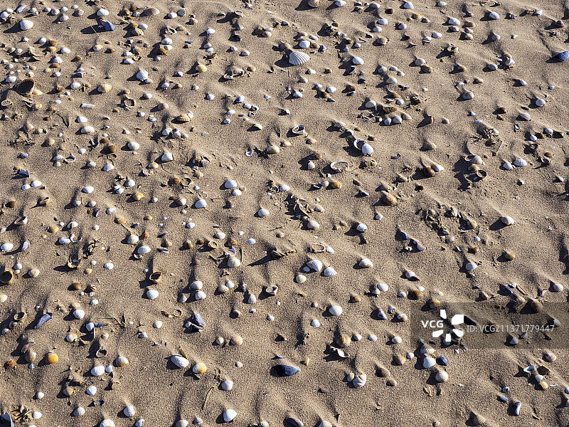 英国坎布里亚郡罗恩黑德海滩上的蛤蜊壳图片素材