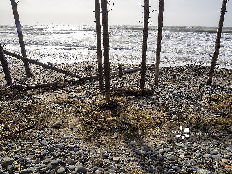 英国威尔士：海岸侵蚀下的海滩苏格兰松树图片素材