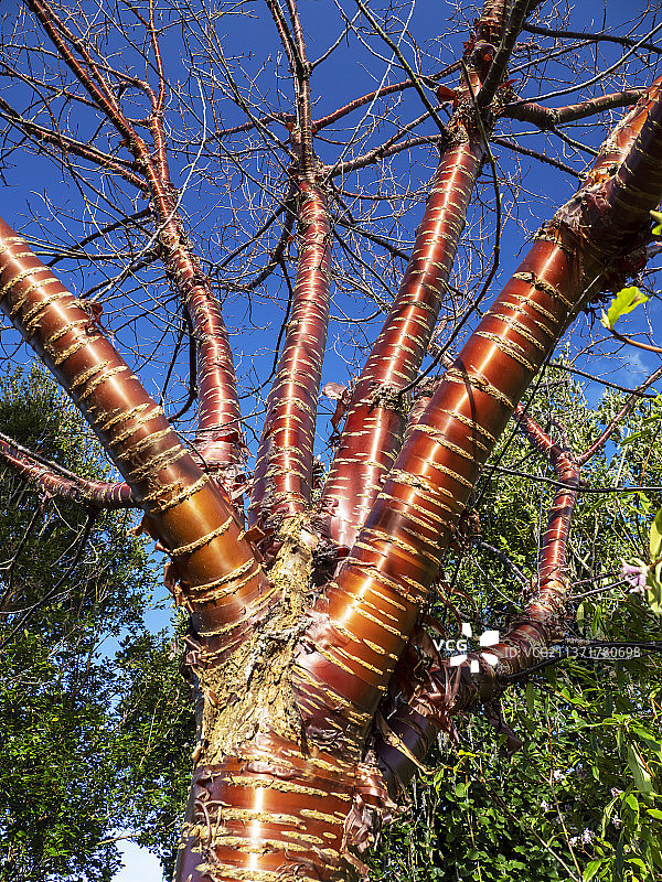 英国康威博德南特花园中的西藏红樱桃树皮图片素材