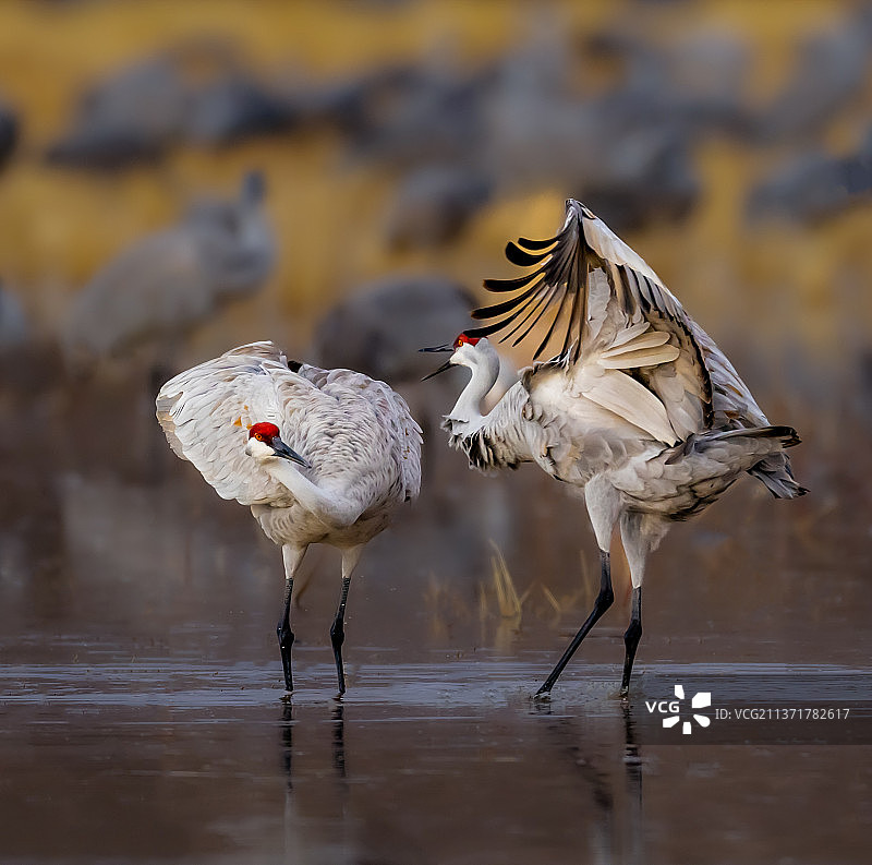 海滩岸边栖息的鸟儿特写图片素材