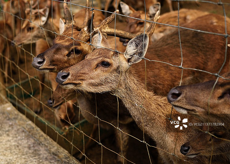 鹿站在栅栏旁的特写镜头图片素材