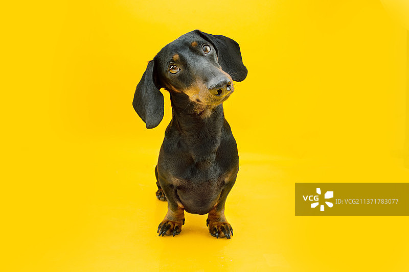 西班牙赫罗纳专注的腊肠犬幼犬肖像图片素材