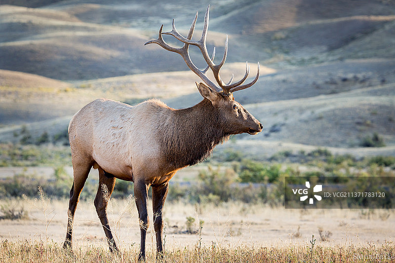守护他的后宫 - 黄石麋鹿，站在田野上的鹿的侧面图，美国怀俄明州提顿县图片素材
