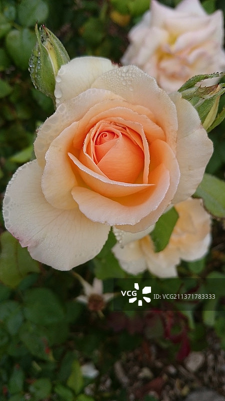 玫瑰特写图片素材