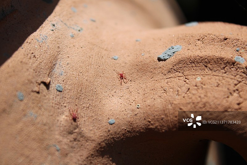 沙地上昆虫的特写图片素材