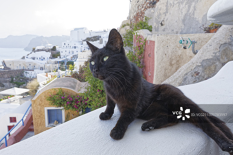 坐在屋顶上的黑猫，希腊图片素材