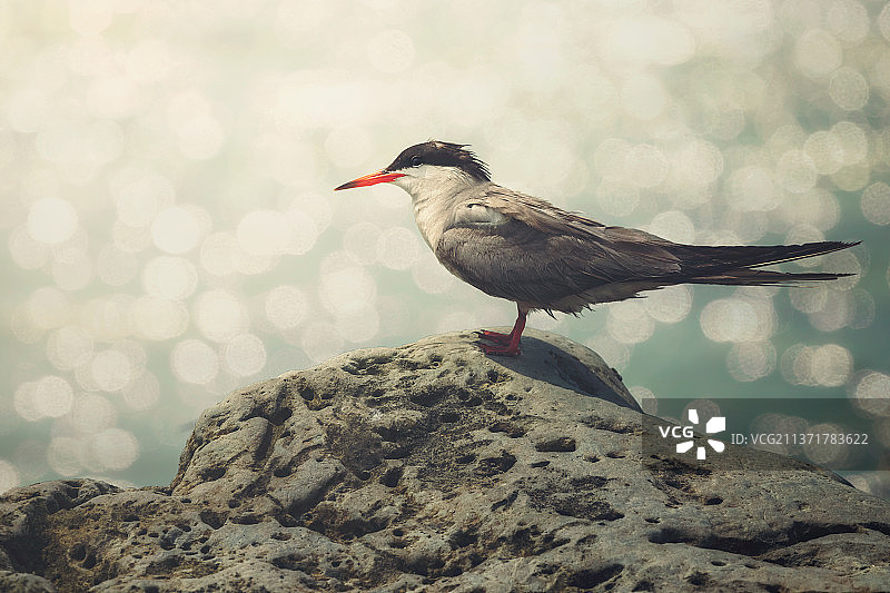 岩石上的海鸥特写，伊朗基什岛散景图片素材