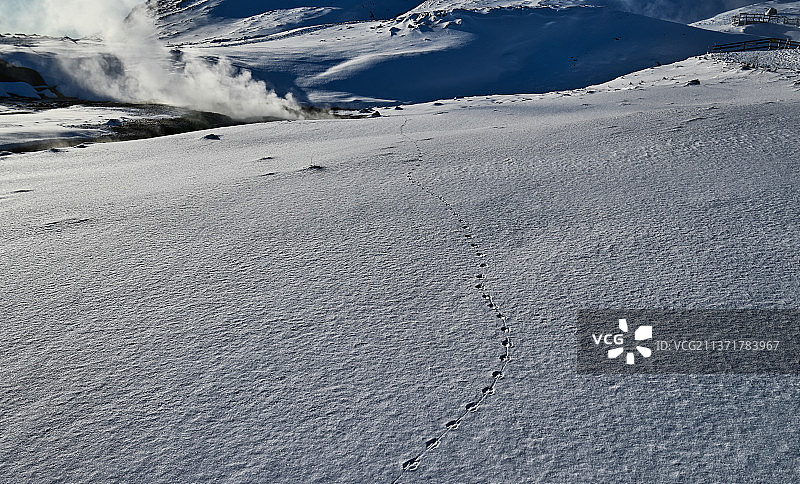 冰岛雪地中通往蒸汽口的狐狸足迹，冰岛图片素材