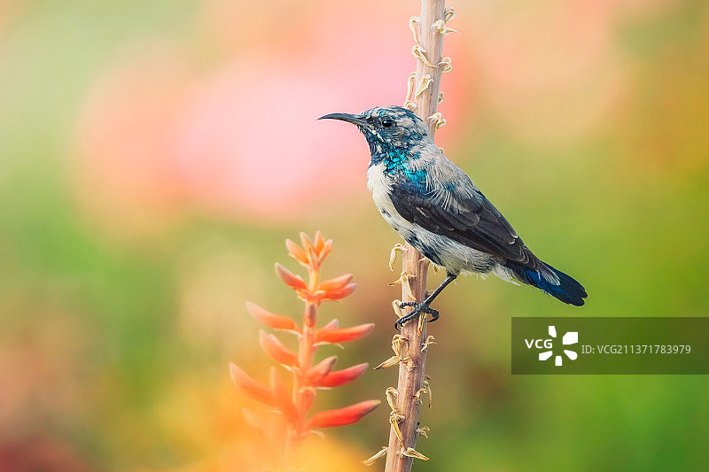 栖息在植物上的热带鸟类近景，基什岛，伊朗图片素材