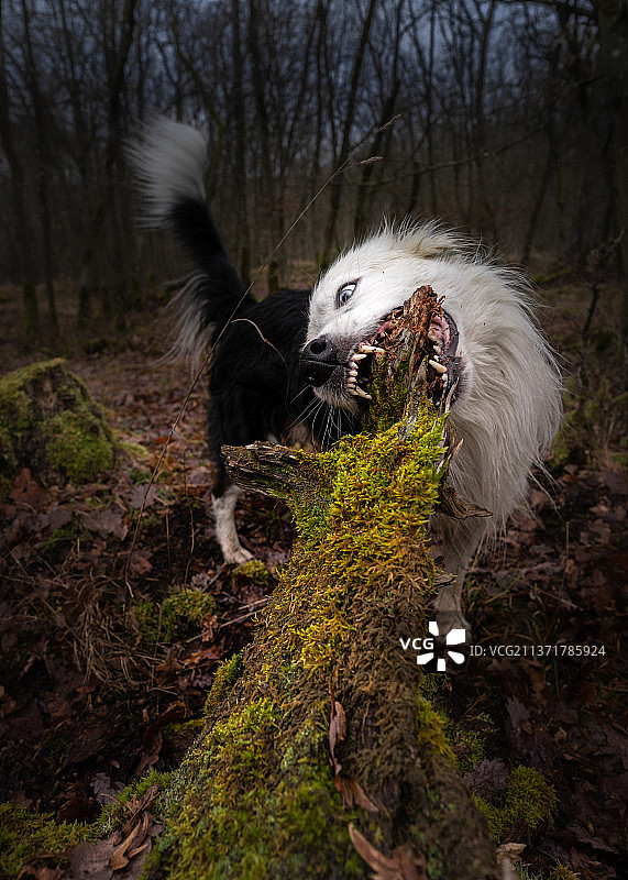 在德国富克斯施塔特，黑白狗狗啃咬长满苔藓的树皮图片素材