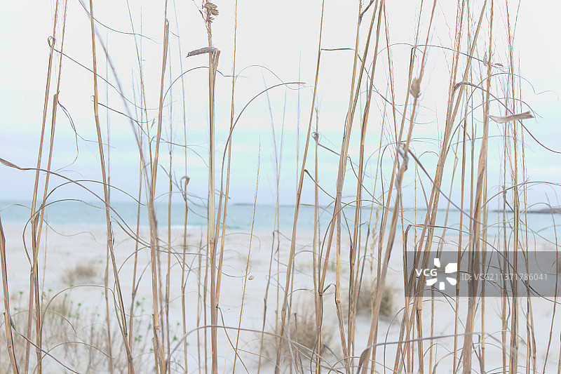 海滩草地特写，美国北卡罗来纳州赖茨维尔海滩图片素材