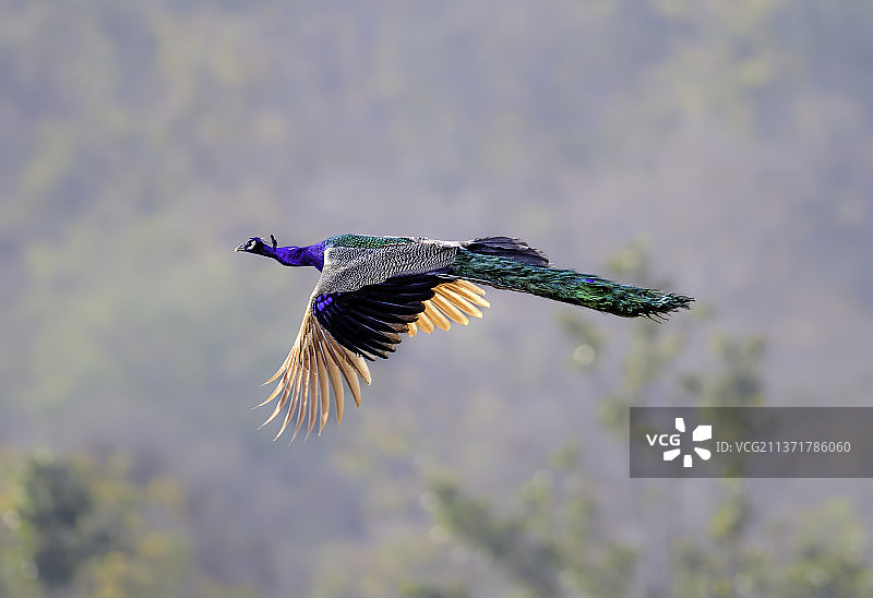 印度户外飞翔的孔雀特写图片素材