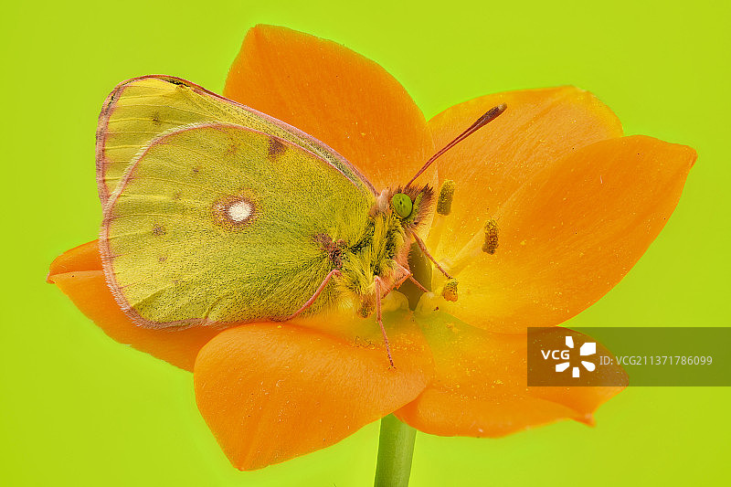 黄色背景上的黄色花朵特写图片素材
