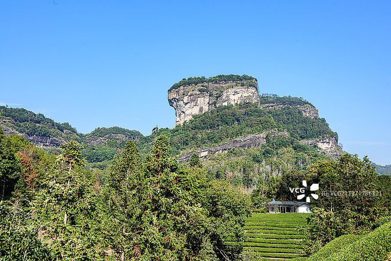 中国武夷山国家公园内大王峰下的茶园图片素材