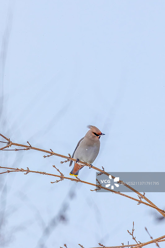 冬天里的太平鸟图片素材