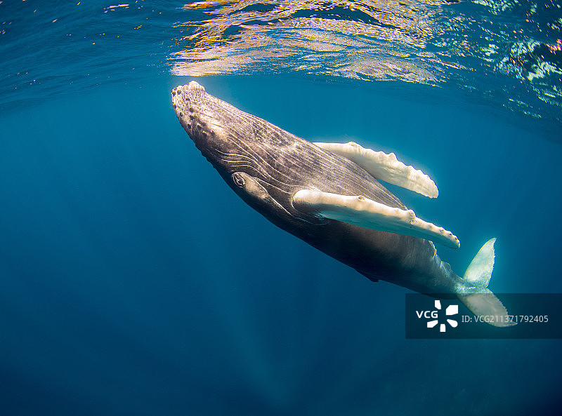 多米尼加共和国海中海豚畅游的低角度视图图片素材