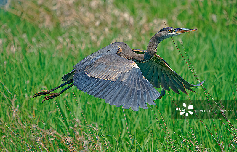 湿地公园灰鹭特写（美国施泰格瓦尔德湖野生动物保护区）图片素材