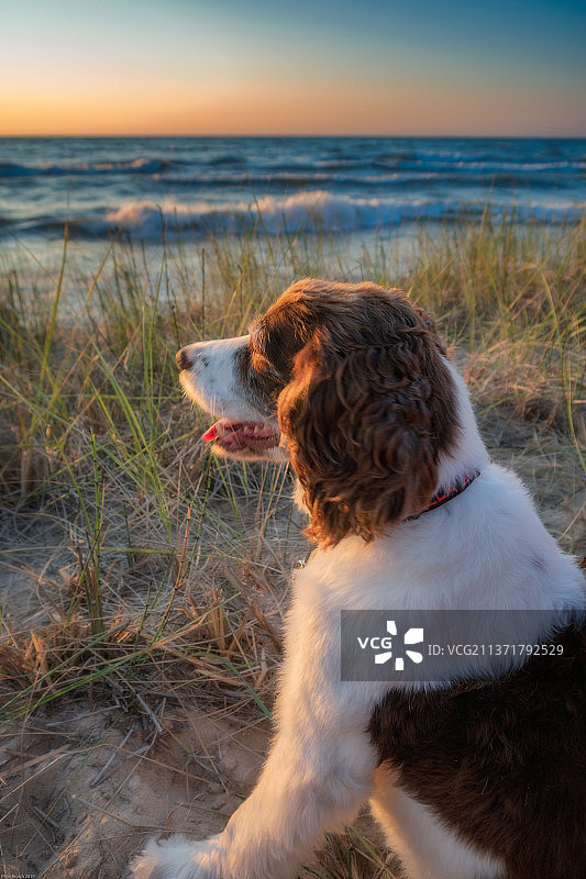 英国跳猎犬在沙滩上：美国密歇根州布里奇曼图片素材