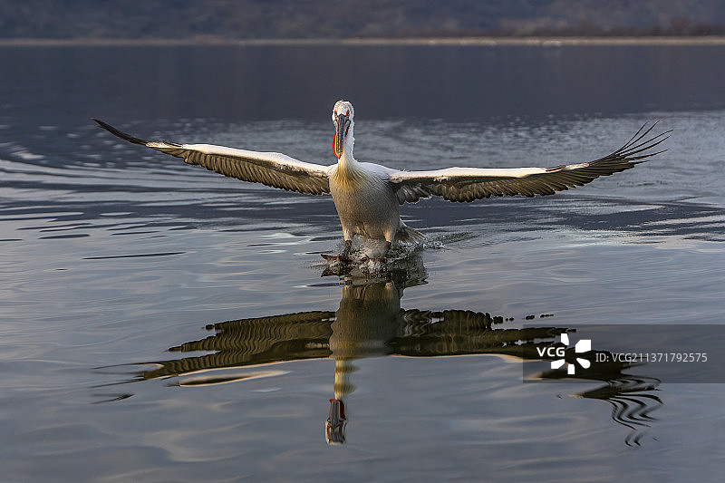 飞越湖面的鹈鹕特写，希腊克尔基尼湖图片素材