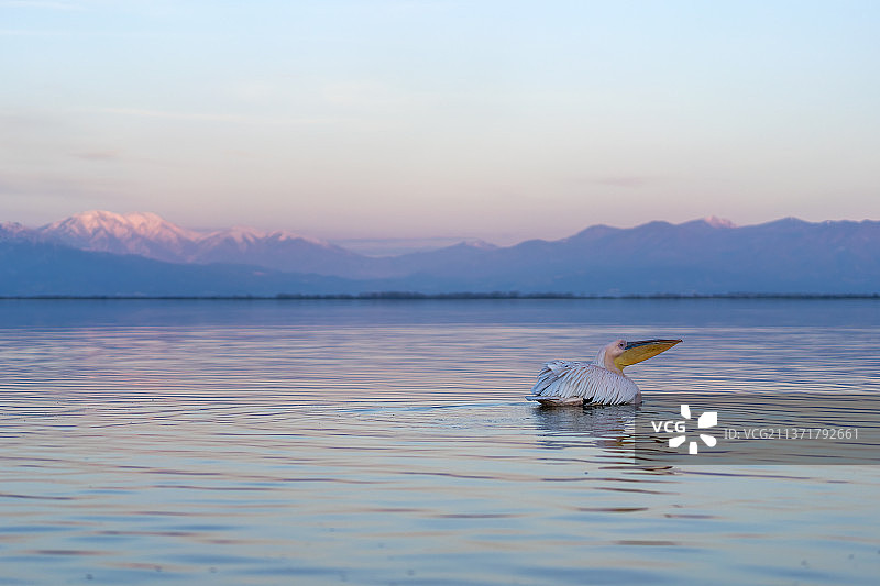 在凯尔基尼湖航行的白色鹈鹕，希腊图片素材