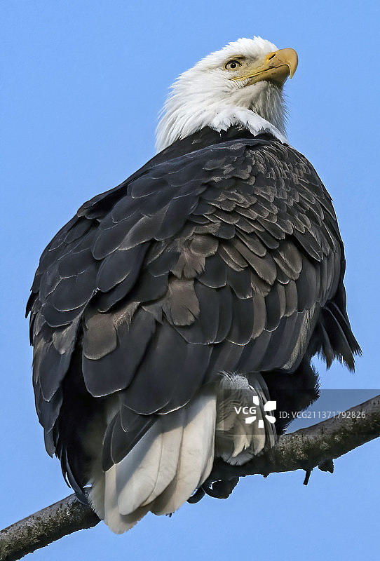 白头海雕栖息在树枝上，低角度仰望，背景是晴朗的蓝天，瑟金，华盛顿州，美国图片素材