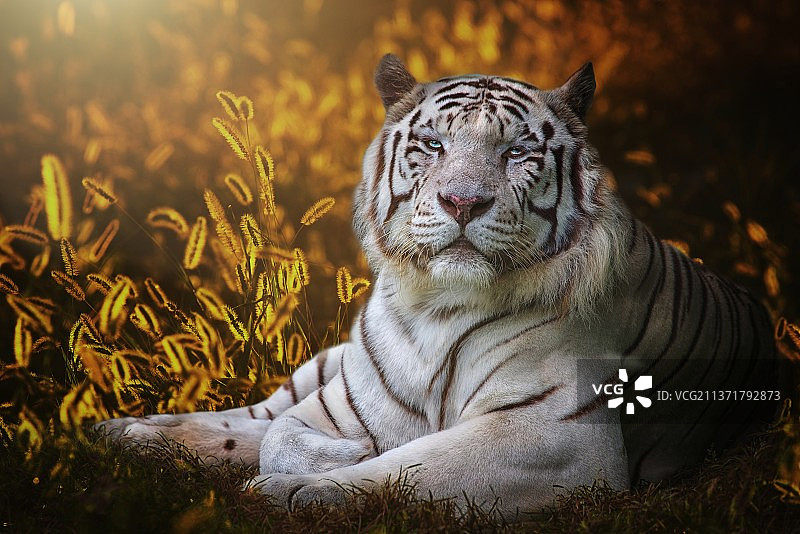 印度白虎肖像图片素材