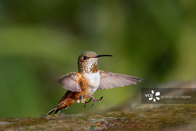 蜂鸟栖息在岩石上的特写（美国加利福尼亚州蒙特西托）图片素材