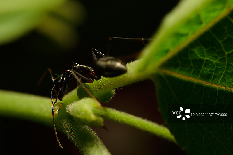 孟加拉国达卡：树叶上的昆虫特写图片素材