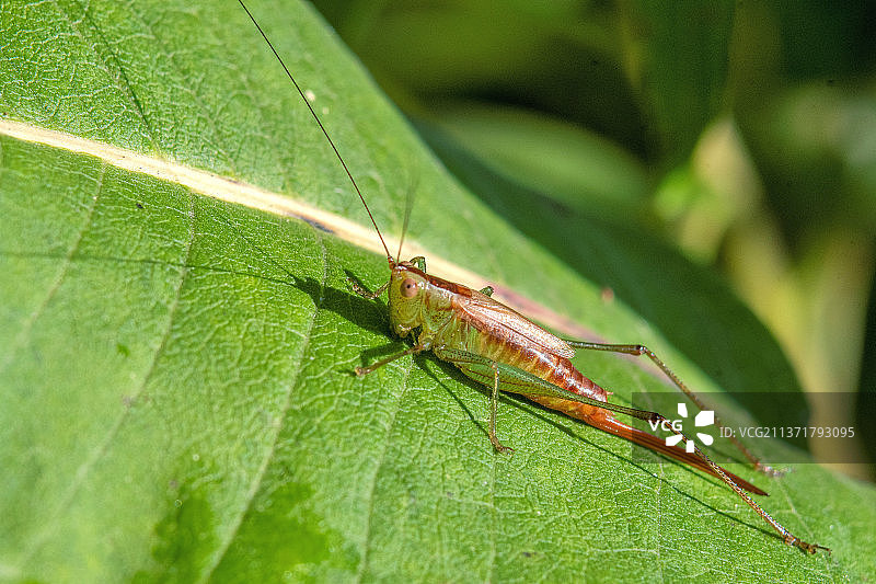 角斗士蝈蝻，叶子上昆虫的特写，美国北园乡村自然中心图片素材